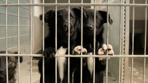 Zwei Welpen stehen auf den Hinterbeinen. Die Vorderbeine drücken sie gegen das Gitter des Zwingers.