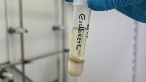 Im Probenröhrchen ist der gereinigte Extrakt zu sehen Im Probenröhrchen ist der gereinigte Extrakt zu sehen