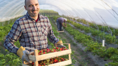 Ein Mann hält in einem Erdbeeren Gewächshaus zwei Steigen mit Erdbeeren in den Händen
