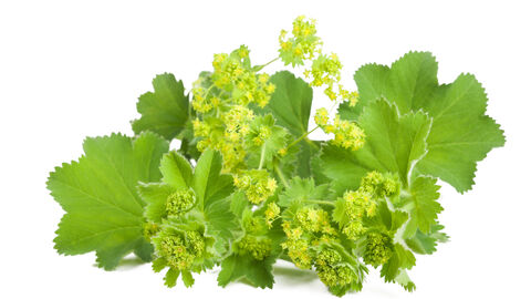 Frauenmantel Blätter mit Blütendolden vor weißem Hintergrund