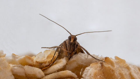 Eine Lebensmittelmotte sitzt auf Haferflocken in schaut in Richtung des Betrachters