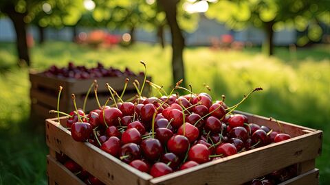 Kirschen in einer Holzkiste  auf einer Wiese