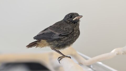 Hausrotschwanz Ästling