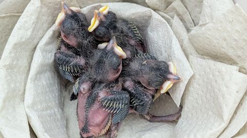 Kohlmeisen Nestlinge in einem Nest aus Papiertüchern Kohlmeisen Nestlinge in einem Nest aus Papiertüchern