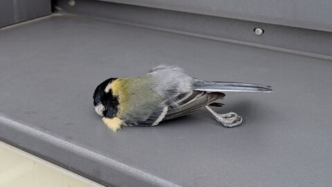 Kohlmeise liegt auf einer Fensterbank