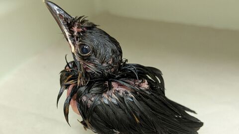 Amsel - Gefieder verklebt durch Schmieröl Amsel - Gefieder verklebt durch Schmieröl