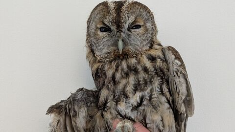 Ein hilfsbedürftiger Waldkauz mit hängendem Flügel Ein hilfsbedürftiger Waldkauz mit hängendem Flügel