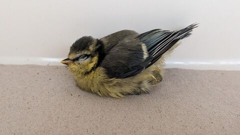 Hilfsbedürftige Blaumeise, aufgeplustert, nicht stehfähig und die Augen zugekniffen