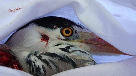 Ein verletzter Graureiher, abgedeckt mit einem Tuch