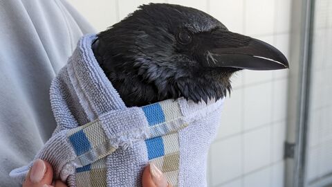 Rabenkrähe eingewickelt in einem Handtuch