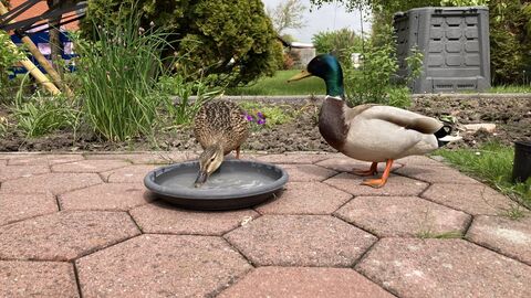Stockenten trinken Wasser aus einer Wassertränke im Garten