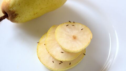 Fruchtfliegen sitzen auf Birnenscheiben
