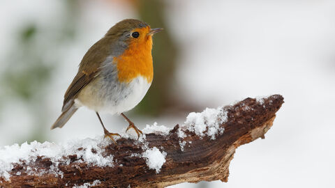 Ein Vogel sitzt auf einem schneebedeckten Ast