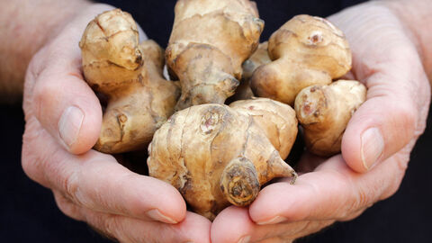 Zwei Hände halten einige Topinambur-Knollen