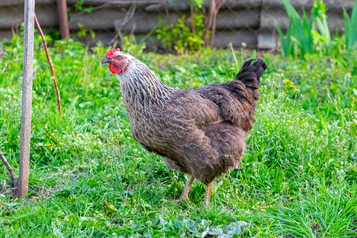 Tierisch Gute Idee: Miethuhn Im Garten | VerbraucherFenster Hessen